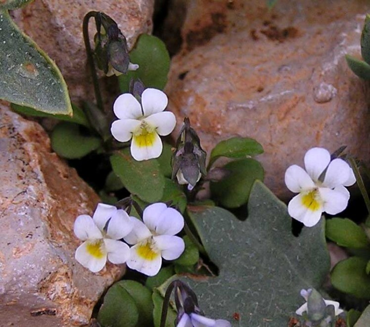 بذر بنفشه فروتن